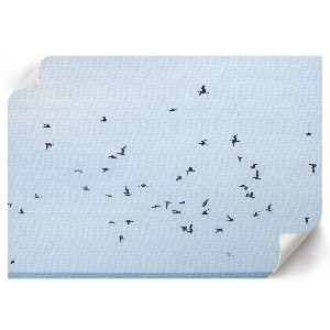 Fali poszter Ptáci za letu