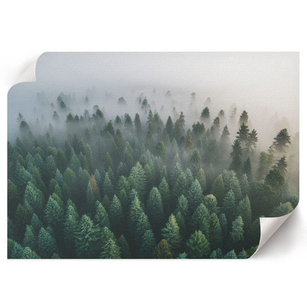 Fali poszter Tajemný les