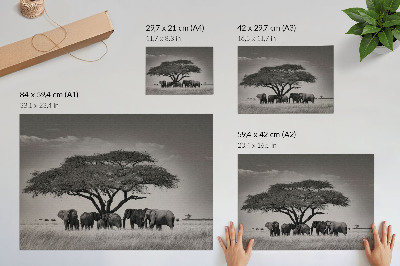 Poszter: afrikai szavanna motívummal