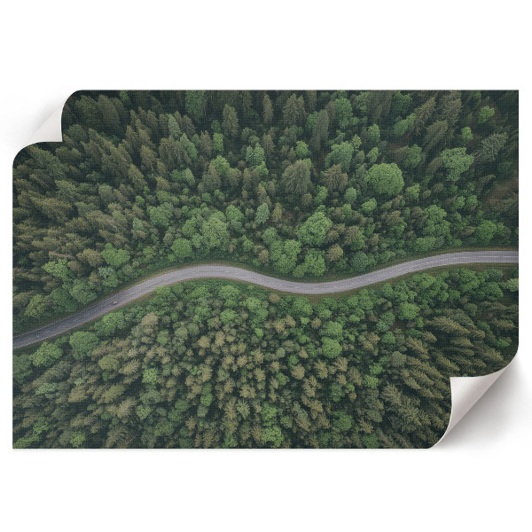 Fali poszter Lesní cesta