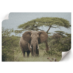 Fali poszter Slon na savaně