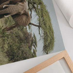 Fali poszter Slon na savaně