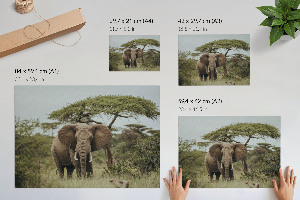 Fali poszter Slon na savaně