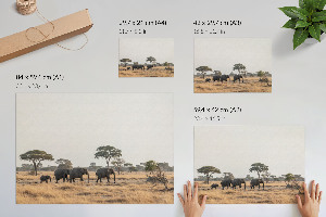 Poszter Africká savana