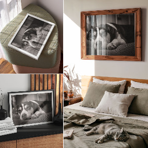 Poszter nyomtatás Spící pes