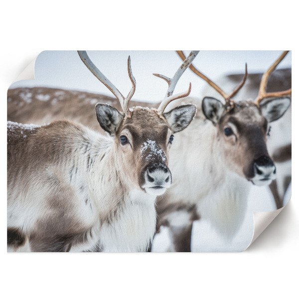 Fali poszter Sob v zimě