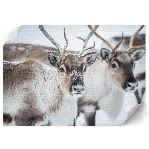 Fali poszter Sob v zimě