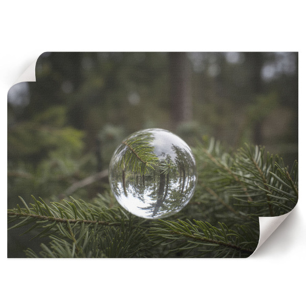 Fali poszter Odraz borovice