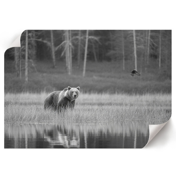 Poszter Lesní scéna