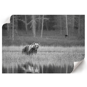 Poszter Lesní scéna