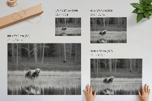 Poszter Lesní scéna