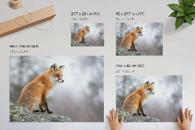 Poszter nyomtatás: Liška obecná