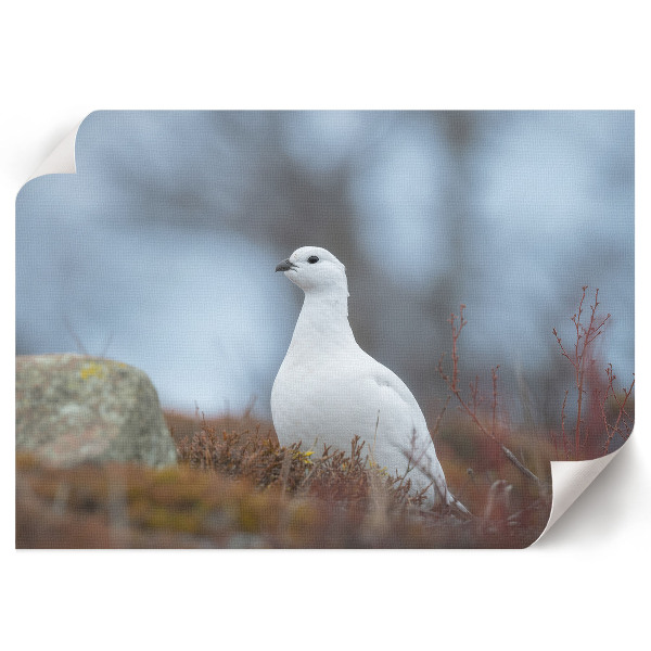 Poszter Zimní krajina