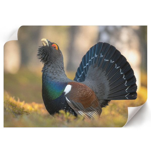 Poszter nyomtatás Hrdý pták