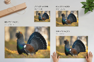 Poszter nyomtatás Hrdý pták