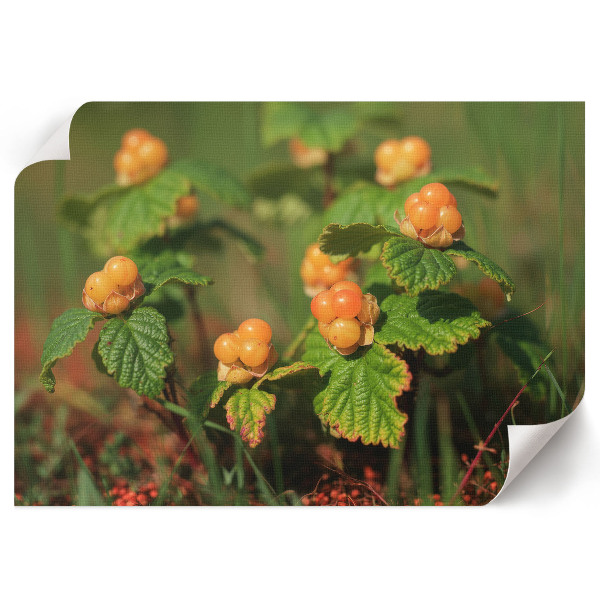 Fali poszter Lesní plody