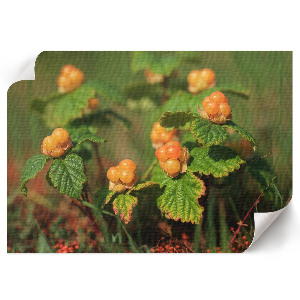 Fali poszter Lesní plody