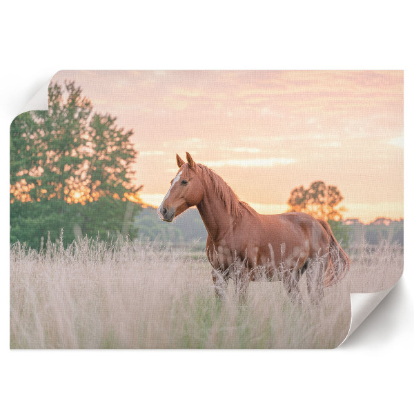 Fali poszter Ranní klid