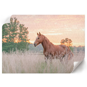 Fali poszter Ranní klid