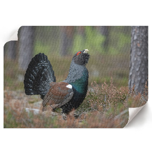 Poszter nyomtatás Pták v lese