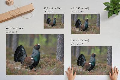 Poszter nyomtatás: Pták v lese