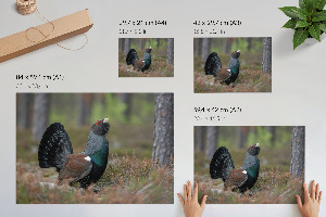 Poszter nyomtatás Pták v lese