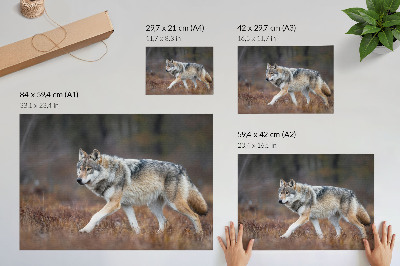 Poszter nyomtatás „Vlčí povaha”