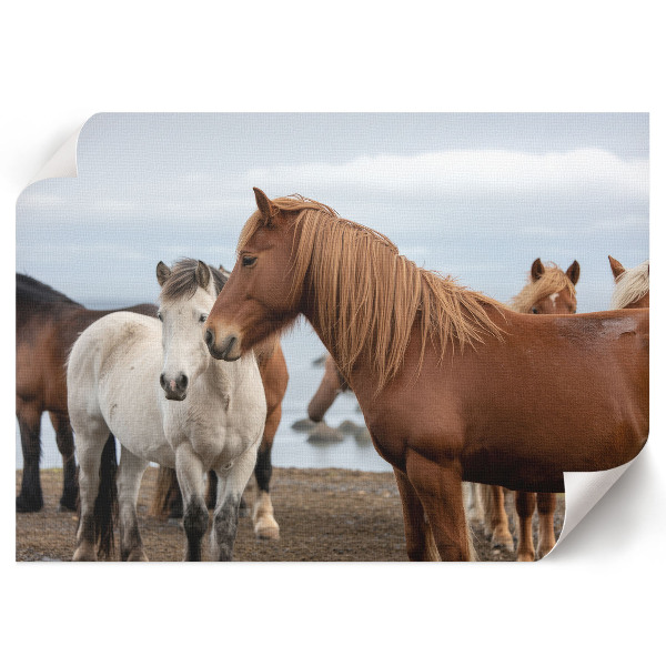 Fali poszter Koně v krajině