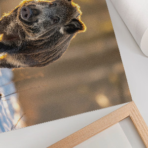 Plakát Zimní kanec