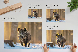 Plakát Zimní kanec