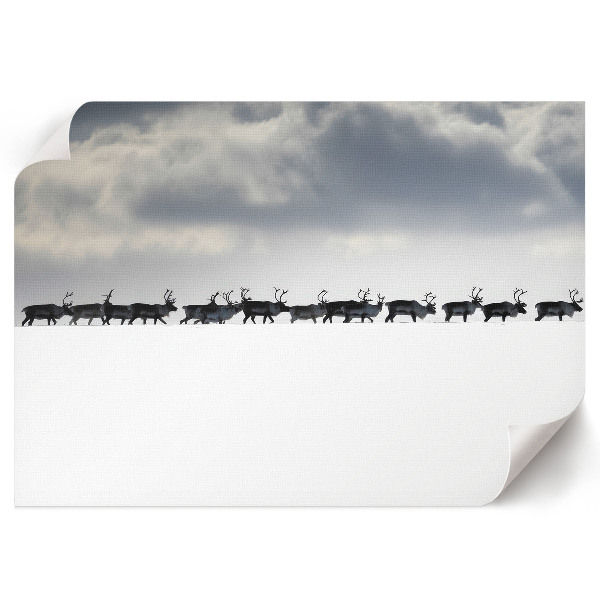 Poszter Arktická cesta