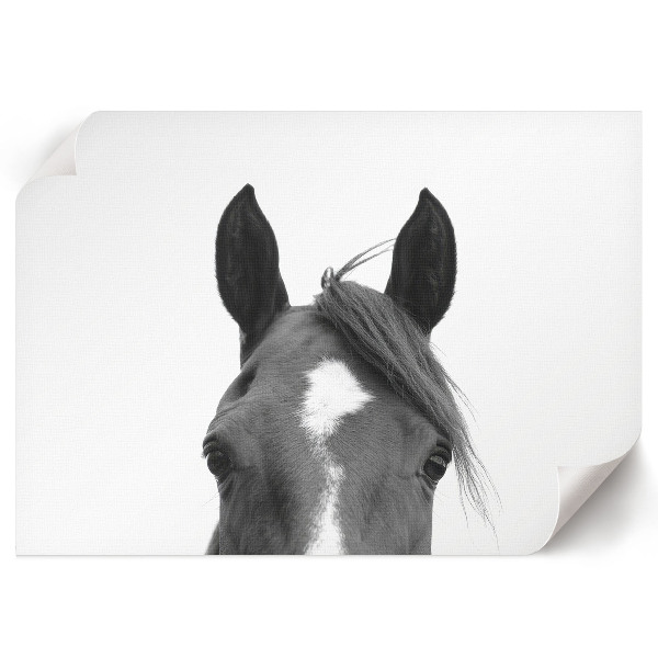 Fali poszter Koňské uši