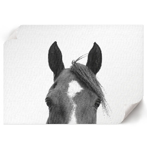 Fali poszter Koňské uši