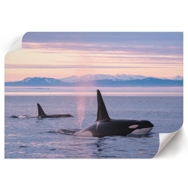 Plakát Přímořská krajina