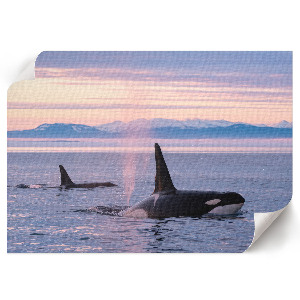 Plakát Přímořská krajina