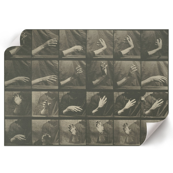 Poszter Pohyb zvířat