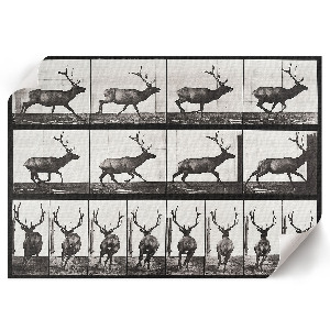 Plakát Pohyb zvířat