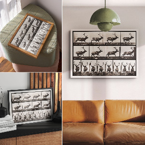 Plakát Pohyb zvířat