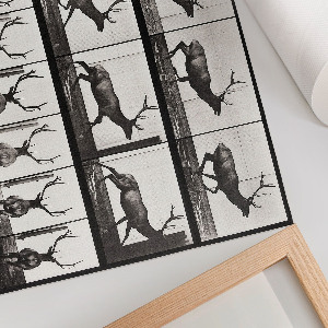 Plakát Pohyb zvířat