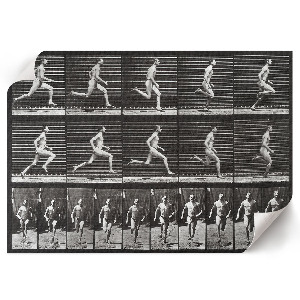 Poszter nyomtatás Pohyb zvířat