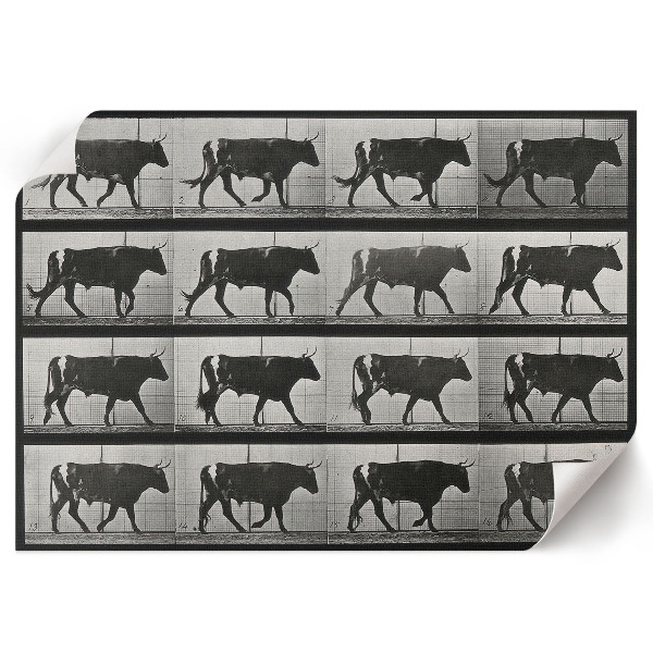 Plakát Býk na pochodu