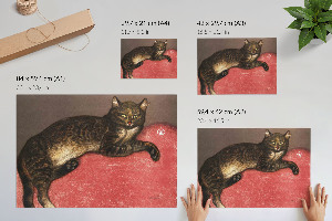 Fali poszter Kočka na polštáři