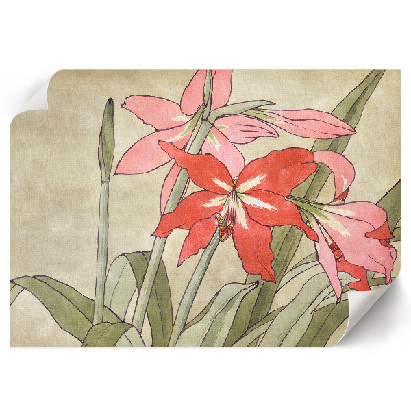 Poszter Amarylis