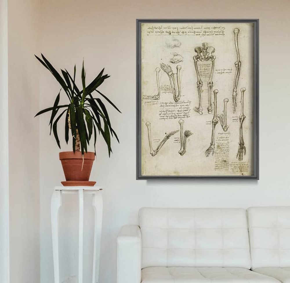 Leonardo da Vinci anatómiai poszterek