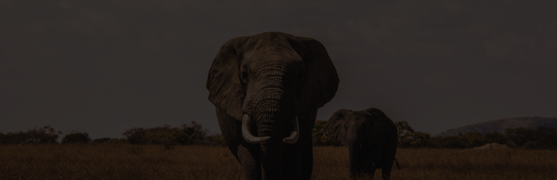 Állatokkal kapcsolatos plakátok 