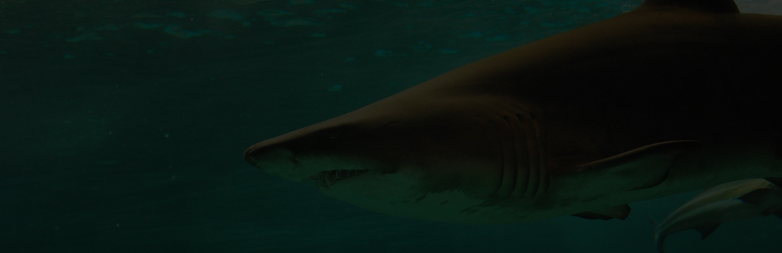 Tengeri állatokkal kapcsolatos plakátok weboldal 2